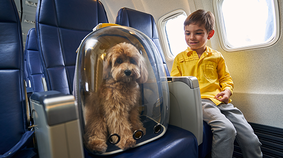 Pet-Friendly Jets